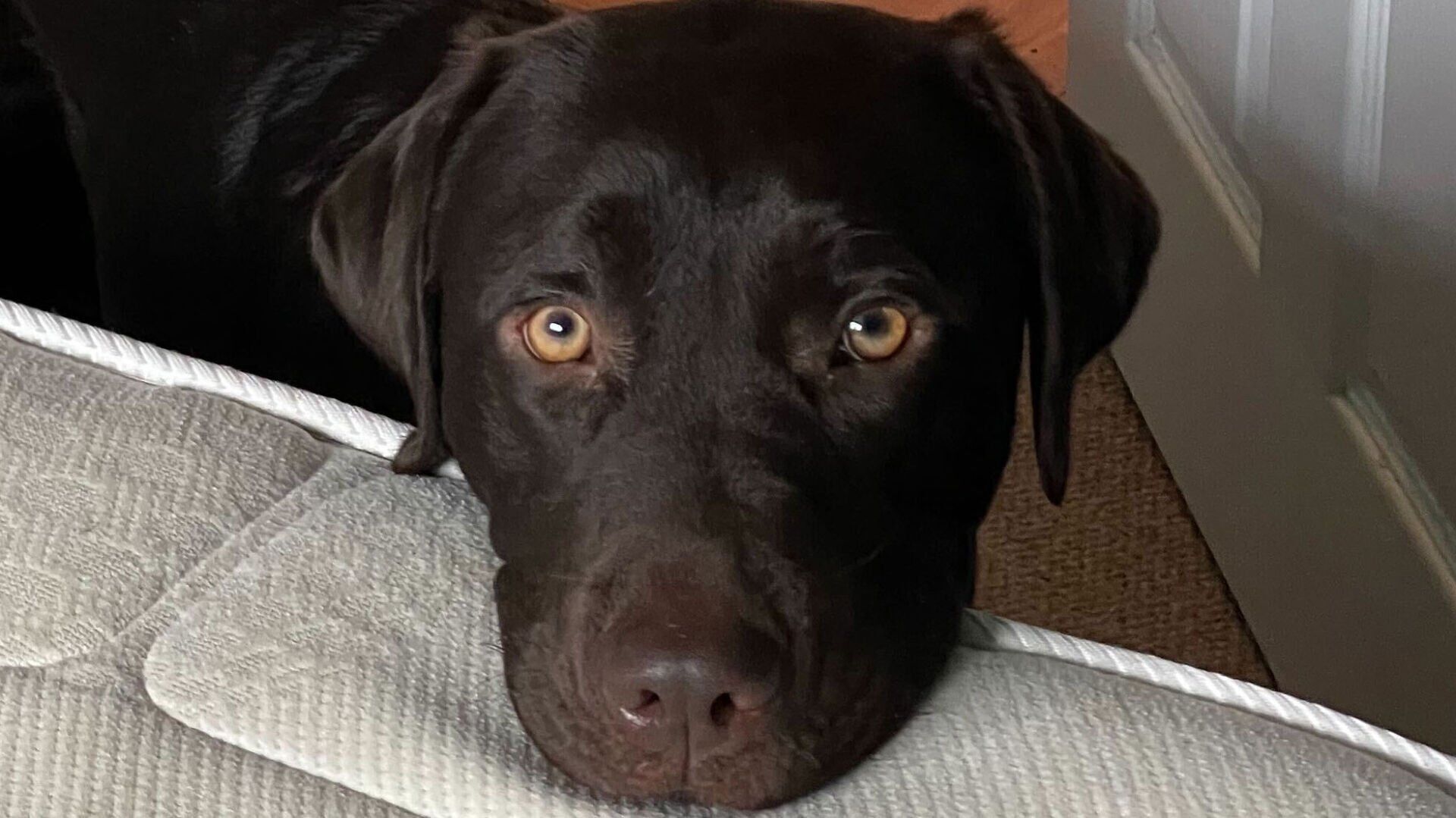 Puppy dog eyes